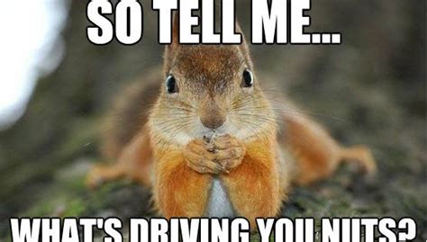 Pin by Susan R on funny stuff | Pinterest | Meme, Squirrel and Search