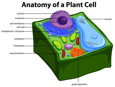 10+ Plant Model Diagram Background | Printable Diagram