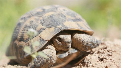 The Traveler's Guide to Zion National Park Wildlife