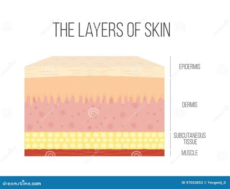 Skin Layers. Healthy, Normal Human Skin Stock Vector - Illustration of ...