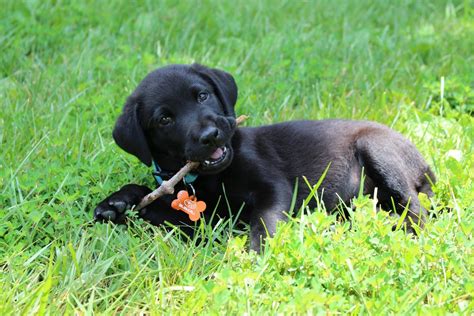 Pictures Of Black Lab Puppies