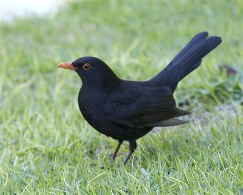 Common blackbird - male | Common blackbird male Turdus merul… | Flickr