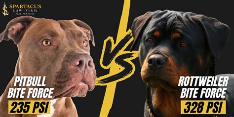 Rottweiler Bite Force | Spartacus Law Firm