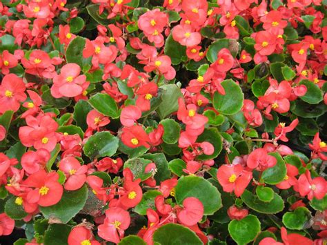 10 Varieties of Begonias for Gardens and Containers