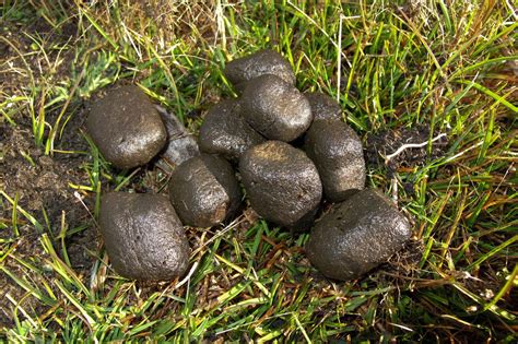 Scientists finally reveal why wombats poop in cubes