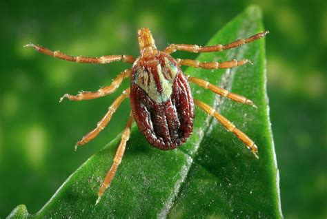 Female Gulf Coast Tick Photograph by Cdc/science Photo Library