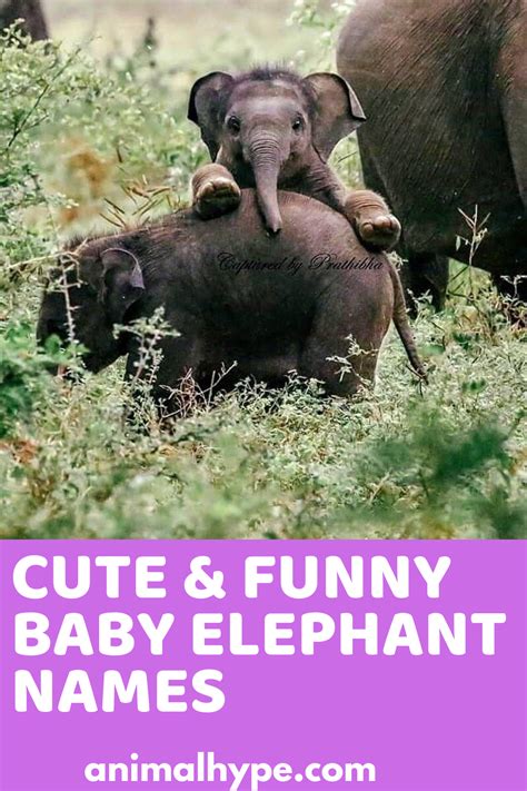 Name For Baby Elephant - legionbutterfly