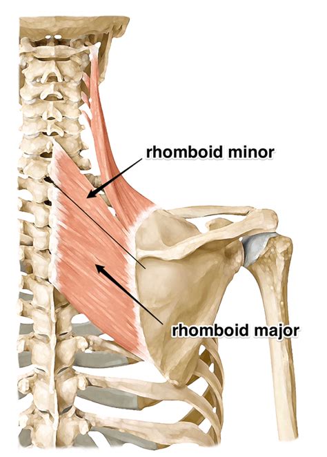 The Rhomboid Muscle on Yoganatomy.com