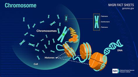 Chromosomes Fact Sheet