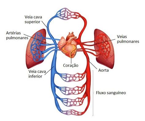 Sistema Cardiovascular: o que é, funções e órgãos - Significados