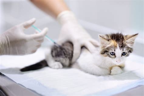 Rabies Vaccinations for Indoor Cats - Friendship Hospital for Animals