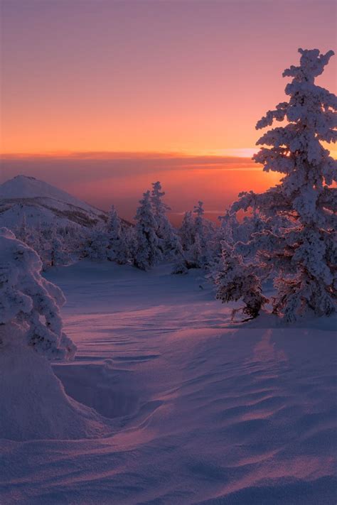 Winter Forest Sunset