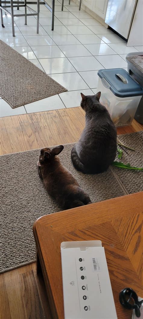 Cat and bun are best friends : standardissuecat