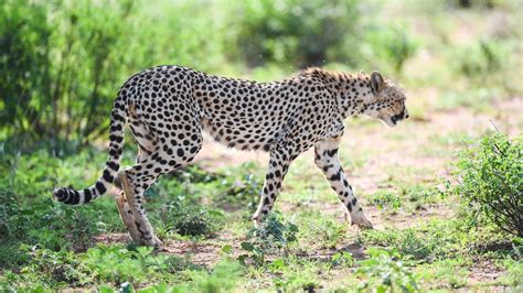 SC Allows Govt to Bring African Cheetah to Suitable Indian Habitat