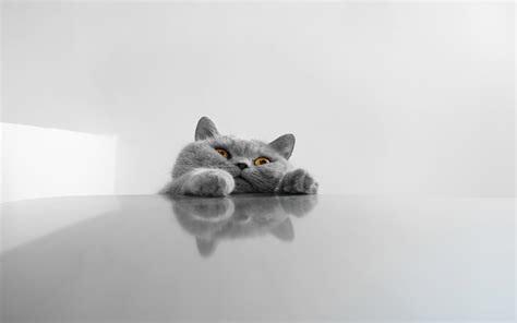 Funny Cat Desktop Wallpapers - Wallpaper Cave