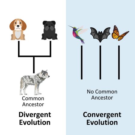 Discerning the Process of Divergent Evolution, Diversification ...