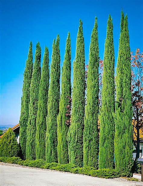 Italian Cypress Tree Facts, Cultivars, Growth Rate, Pictures