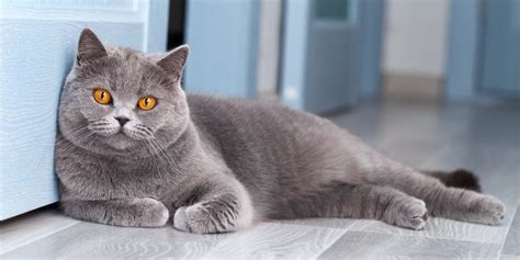 8 Gorgeous Grey Cat Breeds (With Pictures) - Cats.com