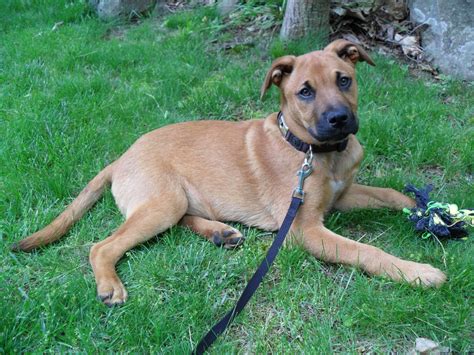 German Shepherd Mastiff Mix: All About Mastiff Shepherd 2021 ...