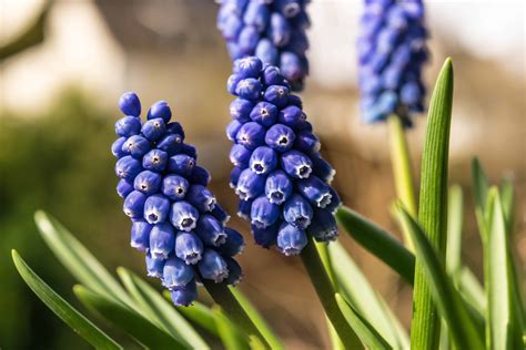 Free picture: grape hyacinth, flora, garden, nature, green leaf, plant