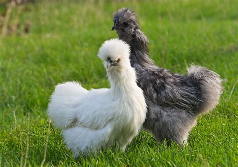 Silkie Chicken Facts - Backyard Poultry