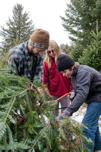 New Hampshire Christmas Trees: Visit a NH Christmas Tree Farm and Find ...