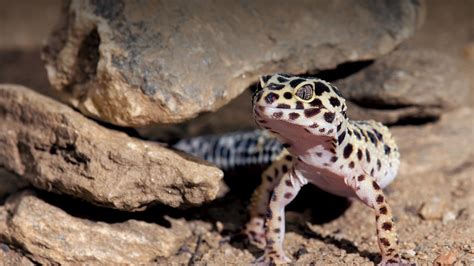 What Can Live With A Leopard Gecko