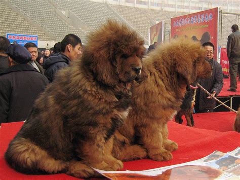 Tibetan Mastiff, "Big Splash," sells for $1.5 million, world's most ...