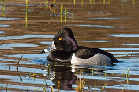 Ringneck Duck (male) | David Renwald | Flickr