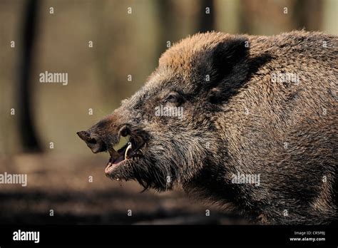 Wild boar tusks hi-res stock photography and images - Alamy