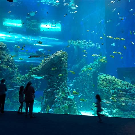 The Mississippi Aquarium in Gulfport, MS | Trey Tracy Travel | Travel ...