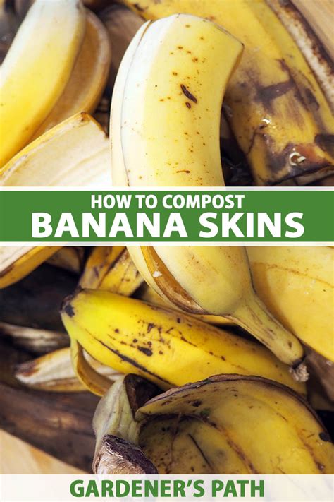 4 Easy Ways to Compost Banana Peels | Gardener’s Path