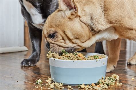 Can Cats Eat Dog Food? What To Know About Your Cat's Dietary | lupon.gov.ph