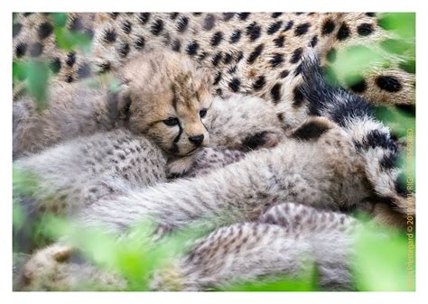 CheetahCubs 4126: Precious at 2.5 Weeks: Cheetah Cubs: Chris Prestegard ...