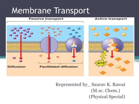 Membrane Transport | Learn Biology