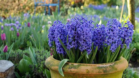 How and when to plant hyacinth bulbs: easy tips for a gorgeous spring ...