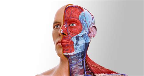 Launch of Complete Anatomy 2022: Gray’s inspired 3D Anatomy Atlas ...