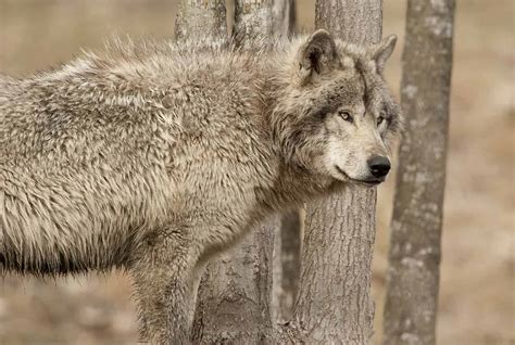 Adult Timber Wolf Pack at Play - Cool Wildlife