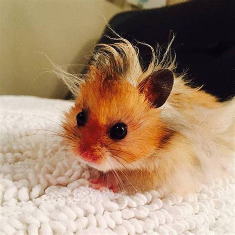 Hamster having a bad hair day | Baby hamster, Cute hamsters, Funny hamsters