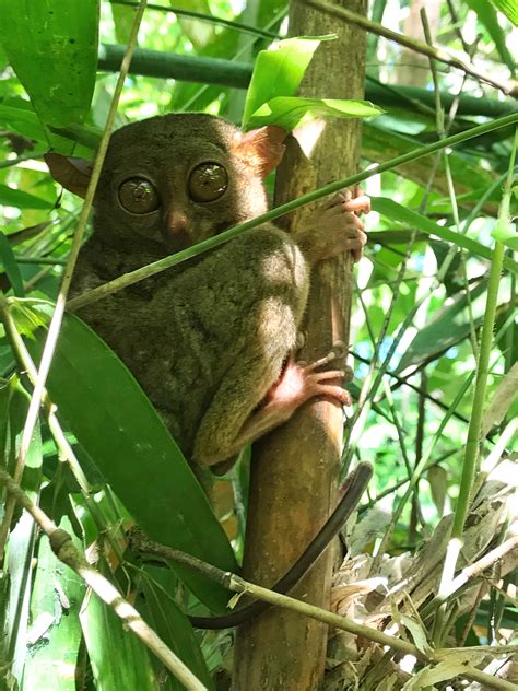 Tarsier Sanctuary Bohol Philippines Bohol Philippines, Tarsier, Tour ...