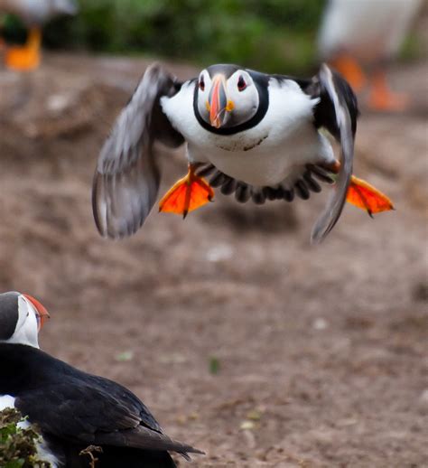 Puffin in flight | The puffins were learning how to fly when… | Flickr