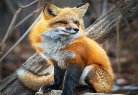 Understanding Red Fox Population Density: What You Need to Know ...