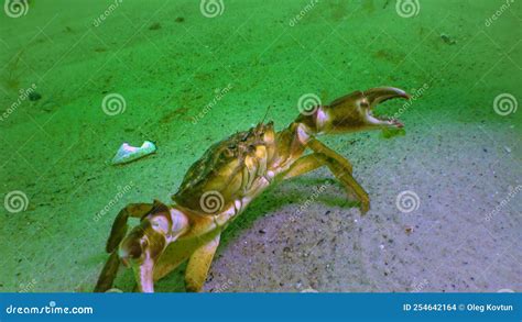 Male Green Crab Carcinus Maenas, Large Herbal Crab, Invasive Species ...