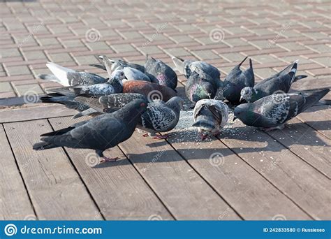 Pigeon feeding stock photo. Image of life, floor, family - 242833580