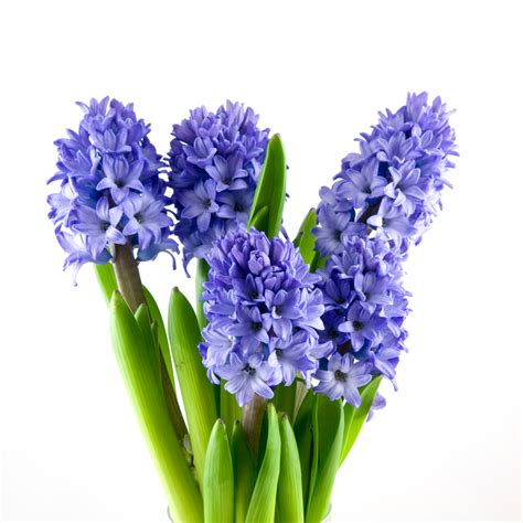 Yard and Garden: Forcing Hyacinth Bulbs Indoors During Winter | News