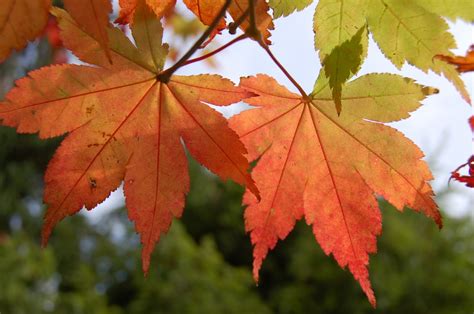 Free Images : branch, autumn, season, maple tree, maple leaf, flowering ...