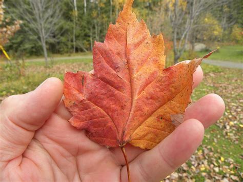 Incoming BYTES: Sugar-Maple leaves DO turn Red