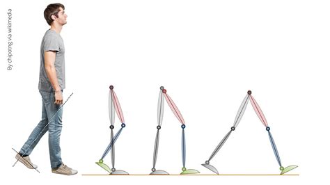 Gait Cycle Muscle Activity| Anatomy explained