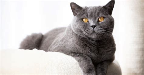 British Shorthair vs Russian Blue Cat: What Are The Key Differences ...