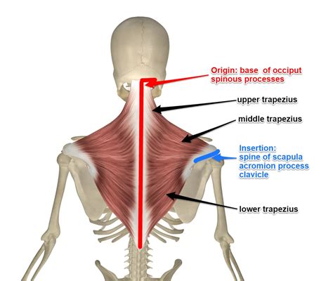 Trapezius Muscle - Anatomy, Origin, Insertion, Function